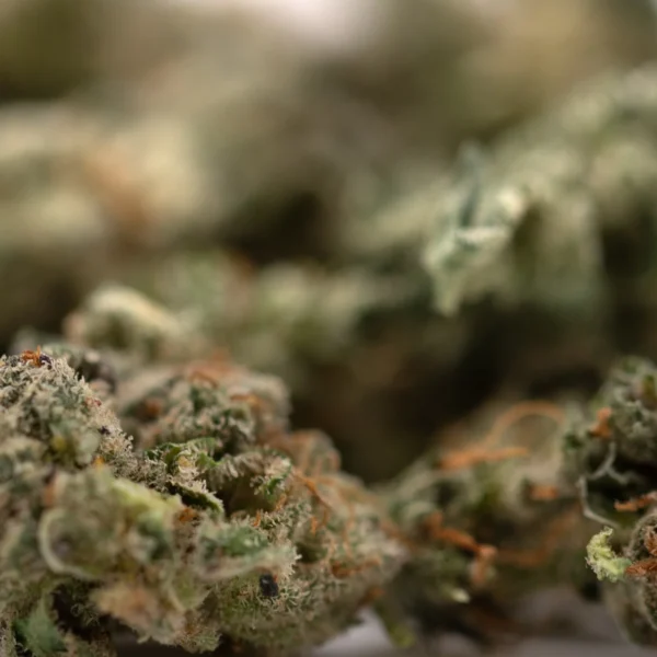 Guava Z Indoor THCa Flower Smalls - Image 2